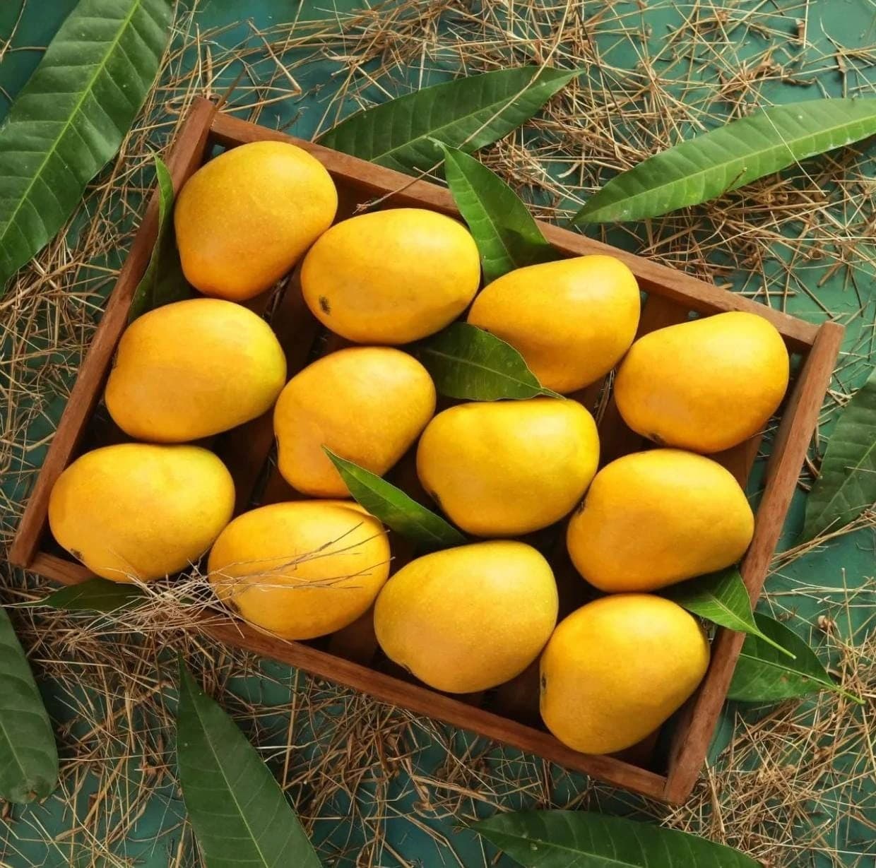 Premium mangoes from India's orchards