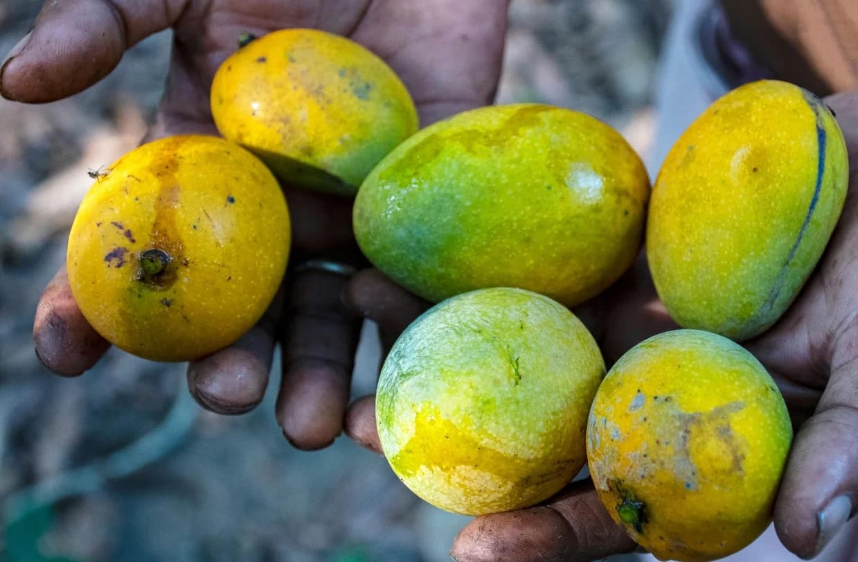 Sun-drenched mango orchard in India