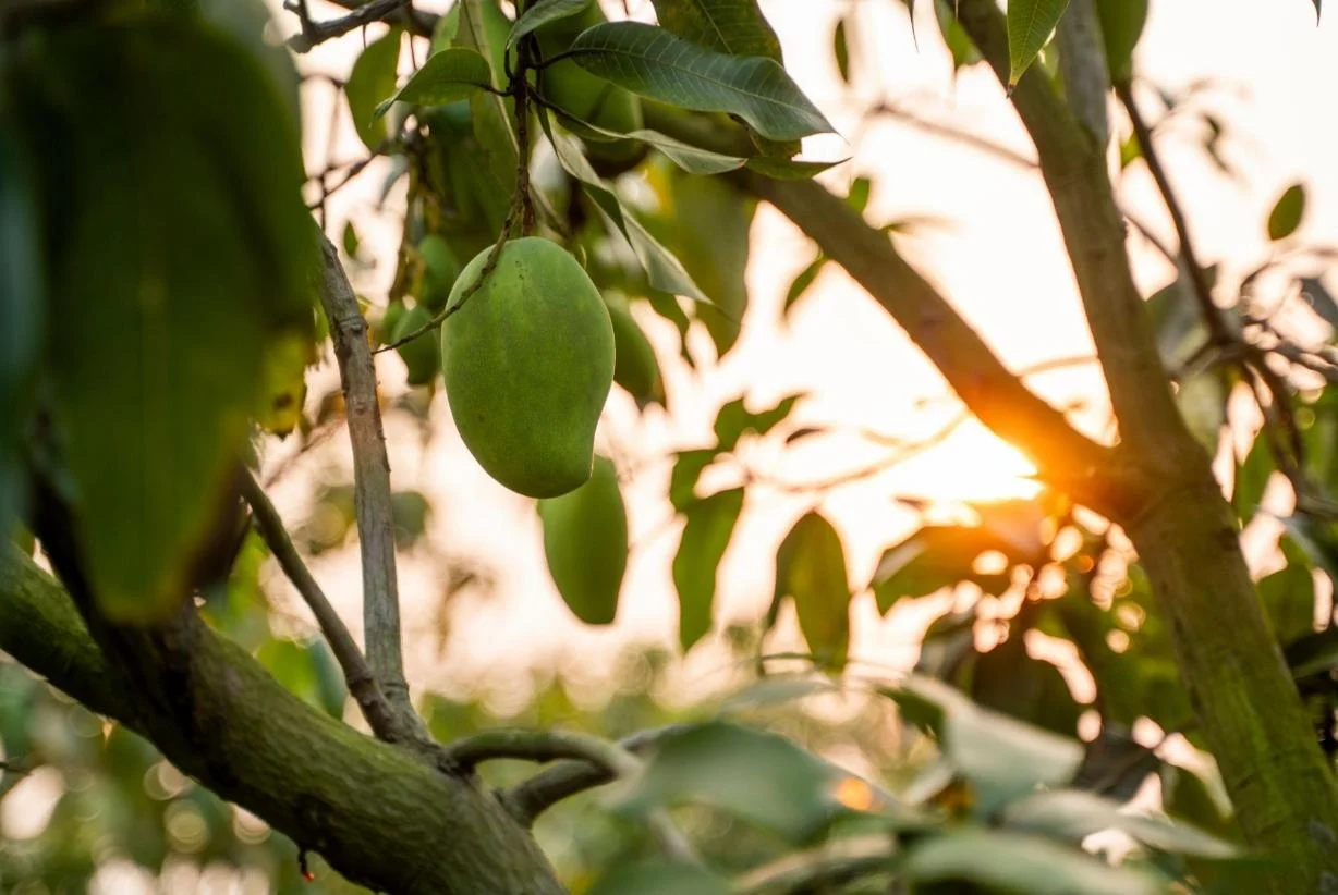 Mangoes ripening on the tree at golden hour