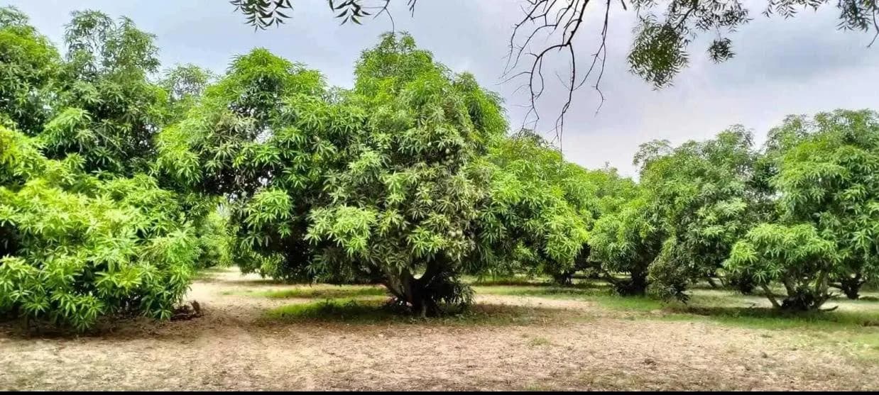 Lush mango orchard with healthy trees