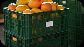 Mango crates ready for delivery