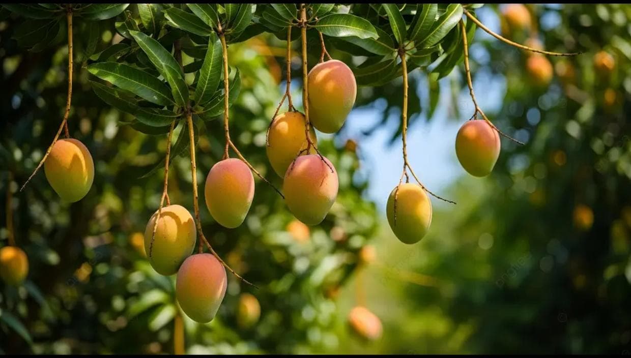 Fresh mangoes hanging from tree